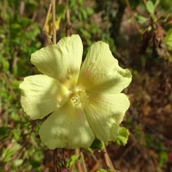 פבוניה מכורסמת   Pavonia praemorsa