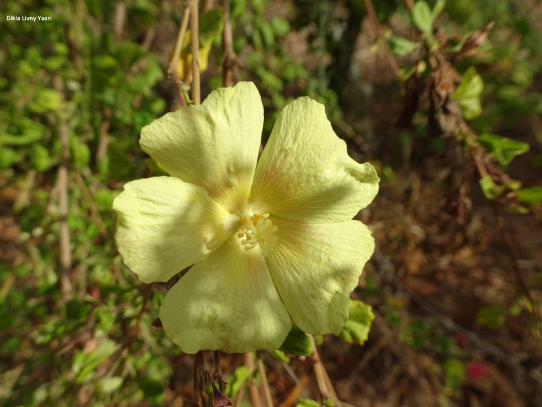 פבוניה מכורסמת   Pavonia praemorsa.jpg