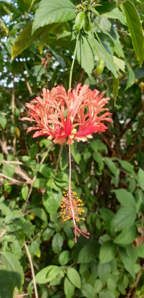 hibiscus schizopetalus היביסקוס שסוע
צילם פרופ עמרם אשל
hibiscus schizopetalus היביסקוס שסוע.jpeg