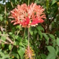 hibiscus schizopetalus היביסקוס שסוע