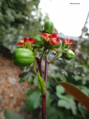 יתרופה ריסנית Jatropha gossypifolia