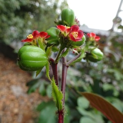 יתרופה ריסנית Jatropha gossypifolia