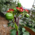 יתרופה ריסנית Jatropha gossypifolia.jpg