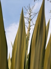 Agave Americana אגבה אמריקנית