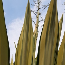 Agave  אגבה