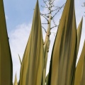 Agave Americana אגבה אמריקנית