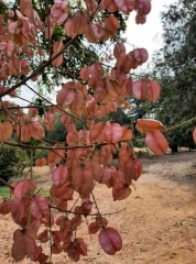 Koelreuteria bipinnata פנסית דו נוצתית