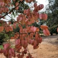 Koelreuteria bipinnata פנסית דו נוצתית.jpg