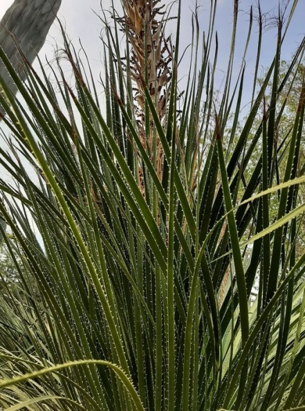 Dasylirion seratifolium ציצנית מישורית
צילם אילן למדני Dasylirion seratifolium ציצנית מישורית.jpg