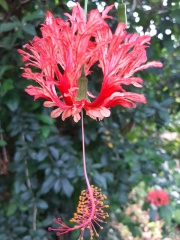 hibiscus schizopetalus היביסקוס שסוע