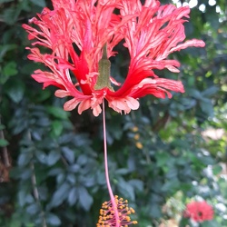 hibiscus schizopetalus היביסקוס שסוע