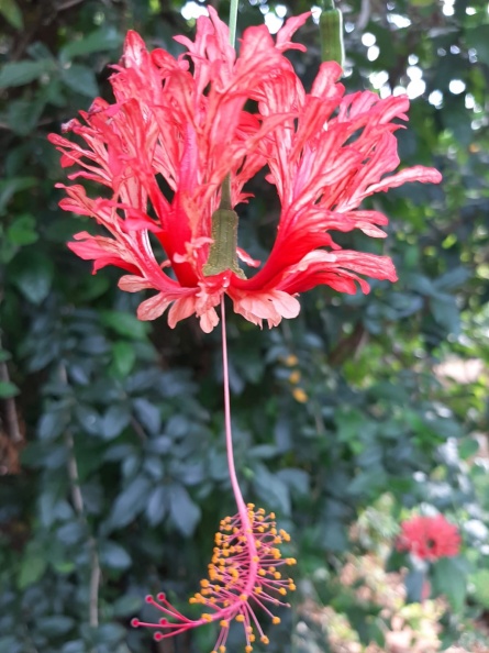 hibiscus schizopetalus היביסקוס שסוע
צילם אילן למדני hibiscus schizopetalus היביסקוס שסוע.jpg