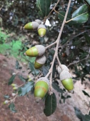 Quercus ilex אלון הגלעין