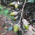 Quercus ilex אלון הגלעין