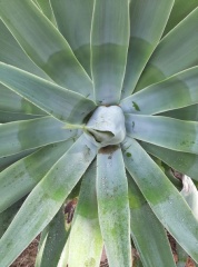 Agave attenuata  אגבה רכה