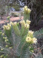 Calothamnus quadrifidus קלותמנוס מחטני