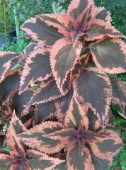 Coleus נדנודית