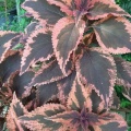 Coleus נדנודית