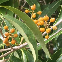 bontia daphnoides בונטיה דפנית