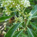 bontia daphnoides בונטיה דפנית