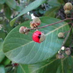 Alectryon cariaceus A כרבל קאריאסוס