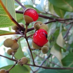 Alectryon cariaceus כרבל קריאסוס