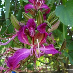 Bauhinia purpurea בוהיניה ארגמנית