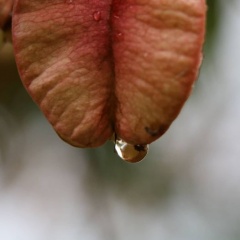 koelreuteria paniculata פנסית דו נוצתית