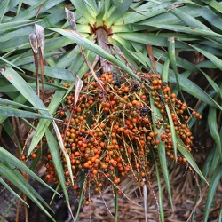 dracaena דרקונית