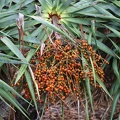 Dracaena draco Dracaena draco 2020 11 a.jpg