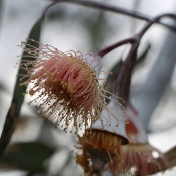 Eucalyptus caesia אקליפטוס צזיה