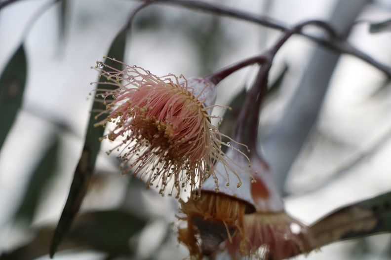 Eucalyptus caesia אקליפטוס צזיה.jpg