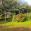 Liquidambar formosana ליקווידמבר מפואר