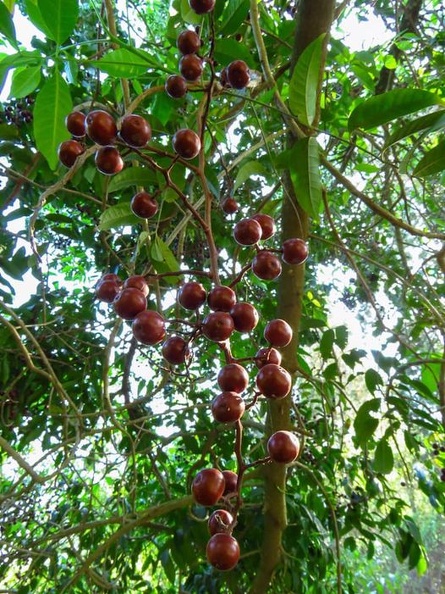Rhodosphaera rhodanthema רודוספרה רודנטמה
צילמה ליאת יבנה ריפ Rhodosphaera rhodanthema רודוספרה רודנטמה.jpg
