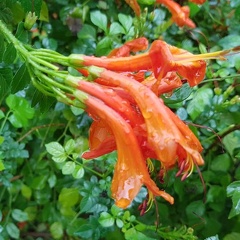 tecomaria capensis R טקומית הכף