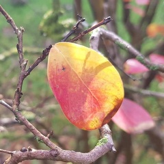 lagerstroemia indica לגרסטרמיה הודית