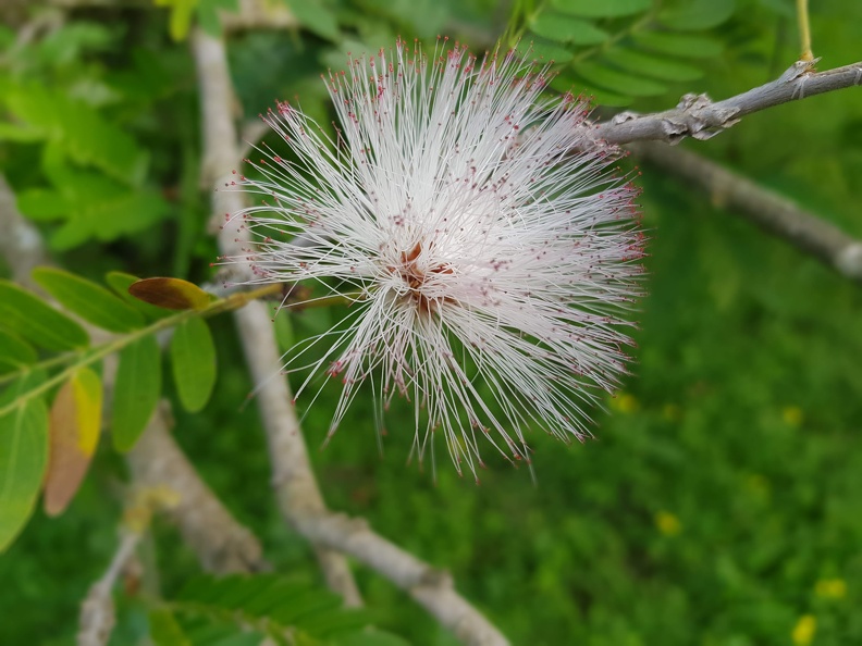 Calliandra haematocephala_059.jpg