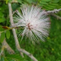 Calliandra haematocephala קליאנדרה וורודת קרקפות