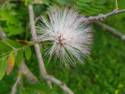 Calliandra haematocephala קליאנדרה וורודת קרקפות