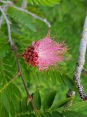 Calliandra haematocephala קליאנדרה וורודת קרקפות