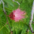 Calliandra haematocephala קליאנדרה וורודת קרקפות