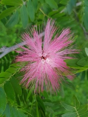 Calliandra haematocephala קליאנדרה וורודת קרקפות