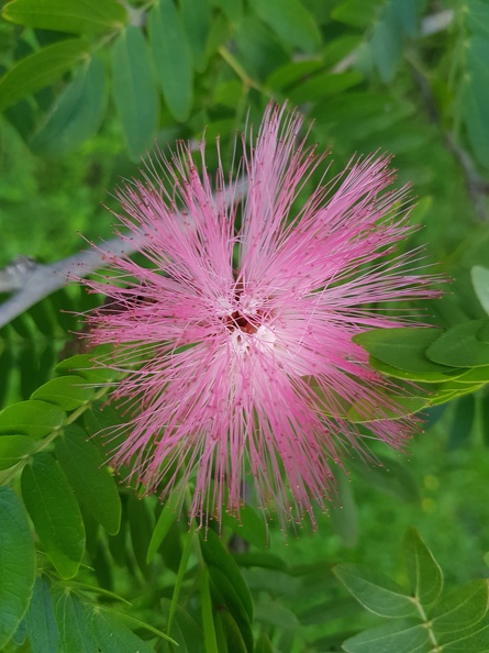 Calliandra haematocephala קליאנדרה וורודת קרקפות.jpg