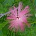 Calliandra haematocephala קליאנדרה וורודת קרקפות.jpg