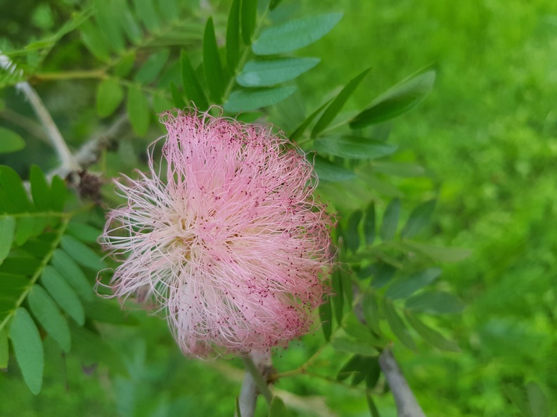 Calliandra haematocephala קליאנדרה וורודת קרקפות.jpg