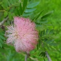 Calliandra haematocephala קליאנדרה וורודת קרקפות