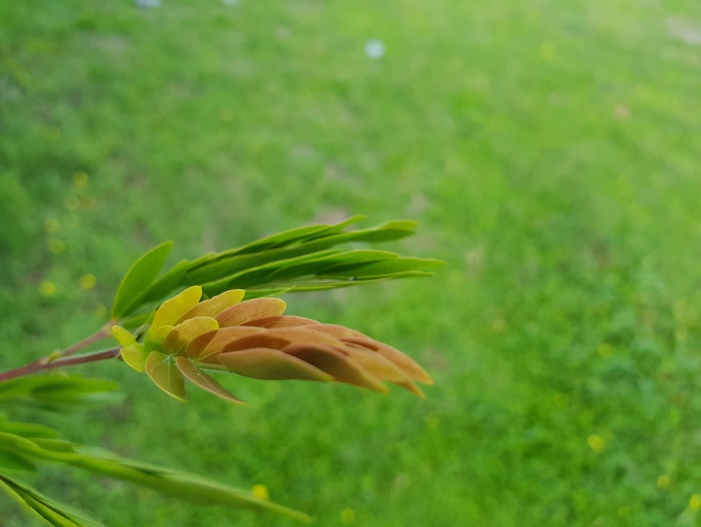 Calliandra haematocephala קליאנדרה וורודת קרקפות
צול על ידי אריאל Calliandra haematocephala קליאנדרה וורודת קרקפות.jpg