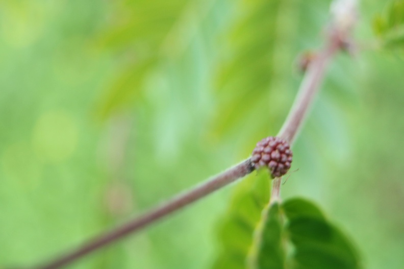 Calliandra haematocephala קליאנדרה וורודת קרקפות.jpg