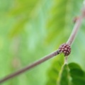 Calliandra haematocephala קליאנדרה וורודת קרקפות.jpg