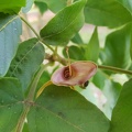 markhamia lutea מרקמיה צהובה.jpg